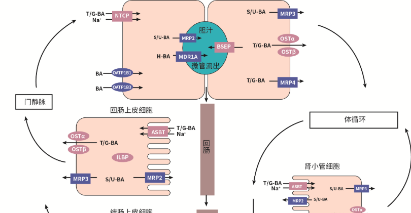 5-Amino-1MQ Cost | Shaanxi BLOOM Tech Co., Ltd 5-Amino-1MQ Cost | Shaanxi BLOOM Tech Co., Ltd